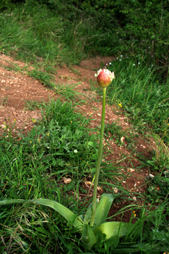 Bocciolo... Allium nigrum